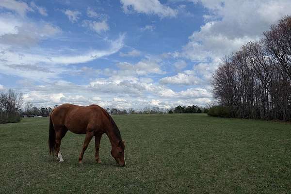 25 Acres of Agricultural & Residential Land for Sale in Flat Rock, Alabama