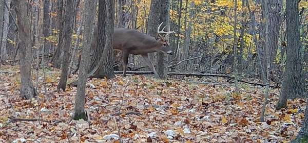 49.9 Acres of Land for Sale in Pittsford, Michigan