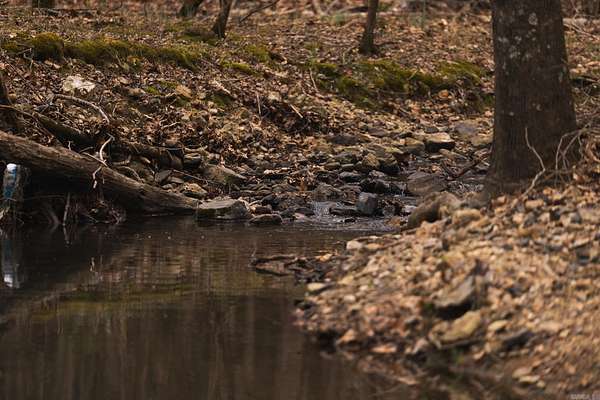 194 Acres of Recreational Land for Sale in Mena, Arkansas