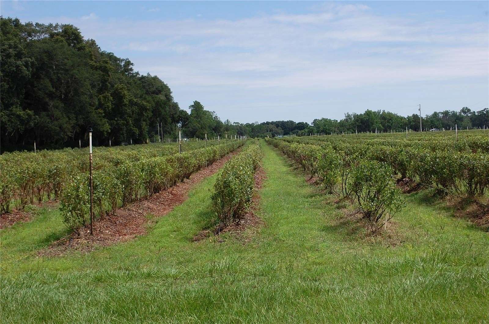39.2 Acres of Improved Agricultural Land for Sale in Hawthorne, Florida