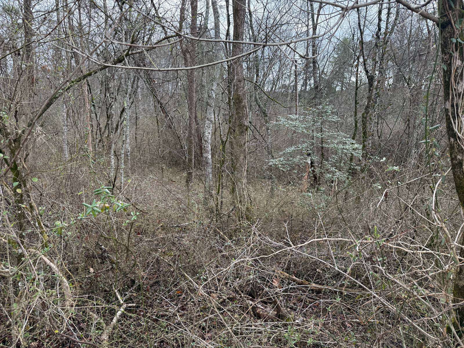 0.49 Acres of Residential Land for Auction in Rockwood, Tennessee
