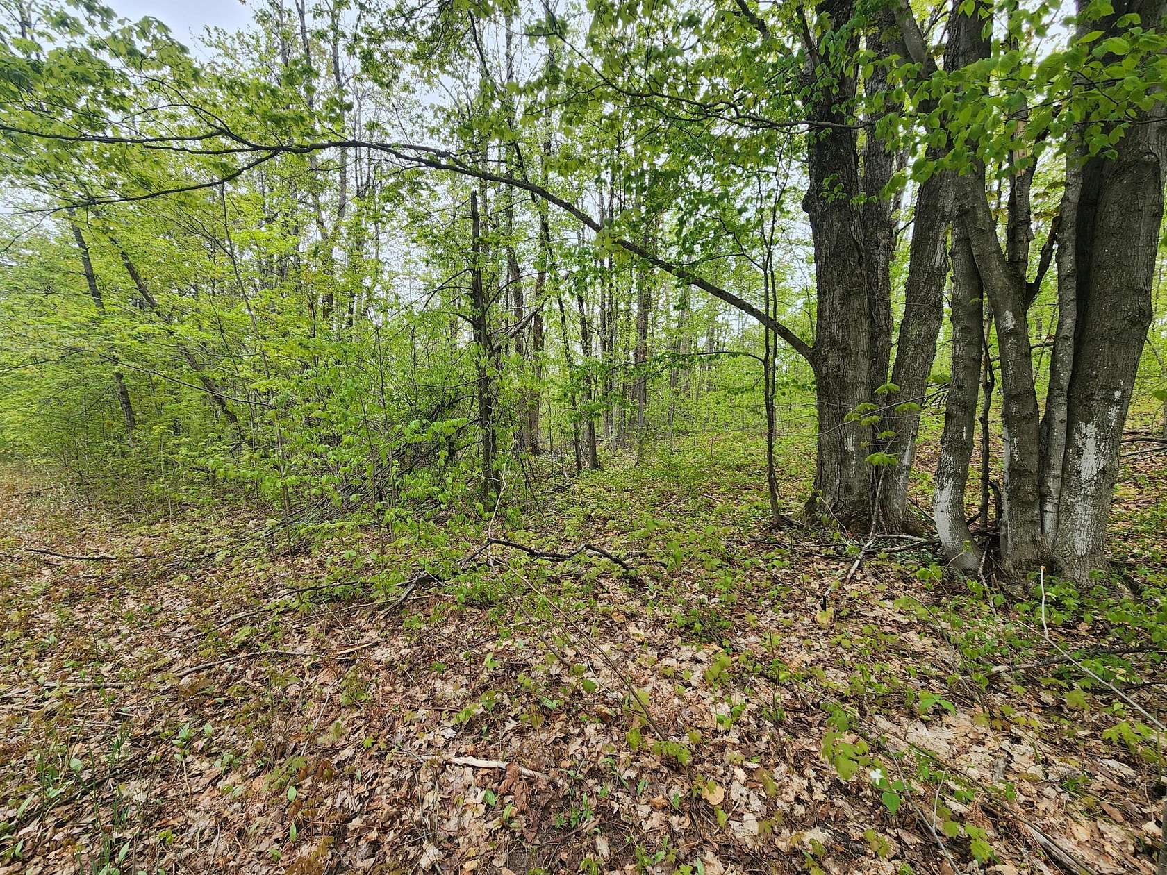 0.5 Acres of Land for Sale in Alba, Michigan