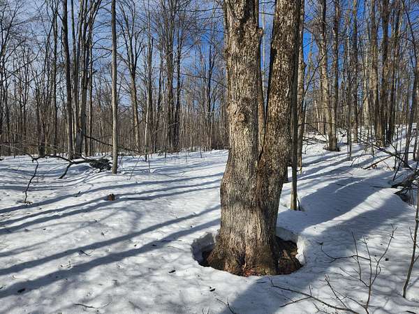 0.5 Acres of Land for Sale in Alba, Michigan