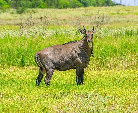 503 Acres of Recreational Land for Sale in Lyford, Texas