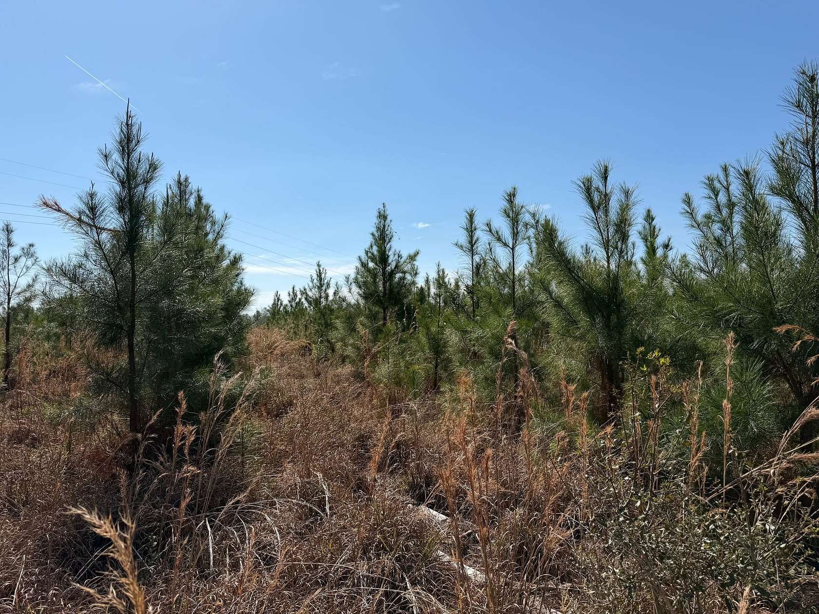 12 Acres of Recreational & Residential Land for Sale in Waycross, Georgia