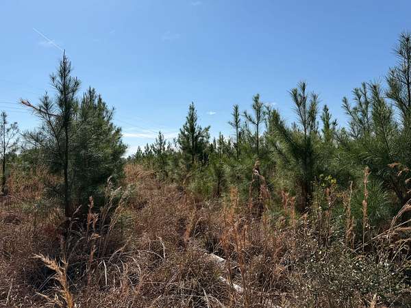 12 Acres of Recreational & Residential Land for Sale in Waycross, Georgia