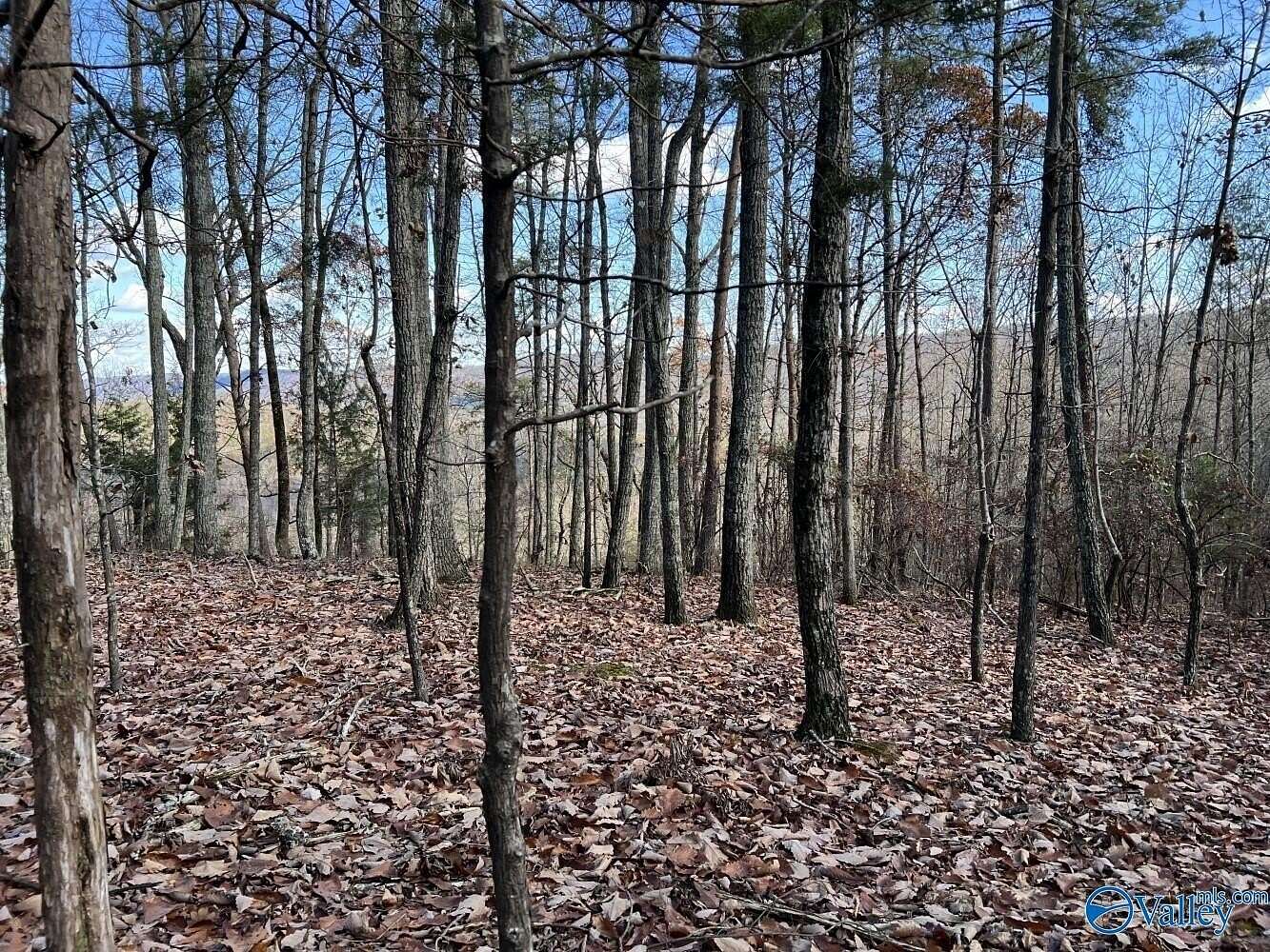 40 Acres of Land for Sale in Collinsville, Alabama