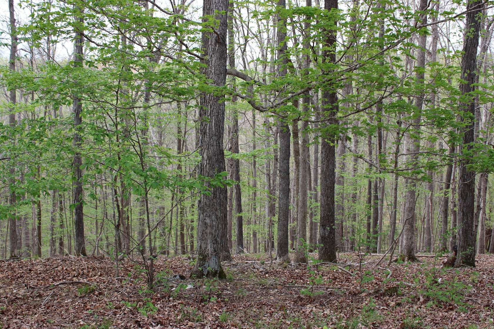 0.57 Acres of Residential Land for Sale in Eddyville, Kentucky