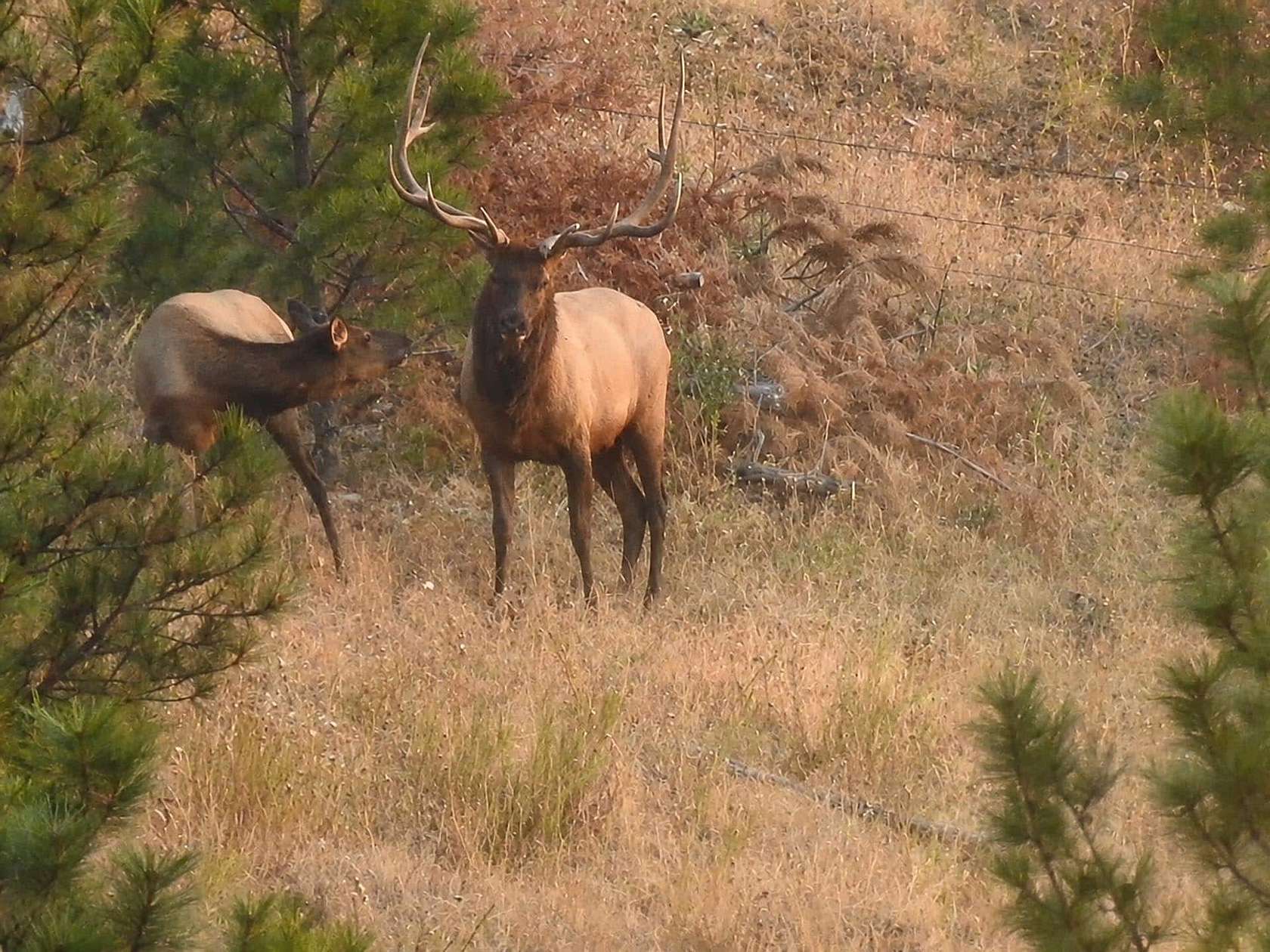 120 Acres of Land for Sale in Helena, Montana