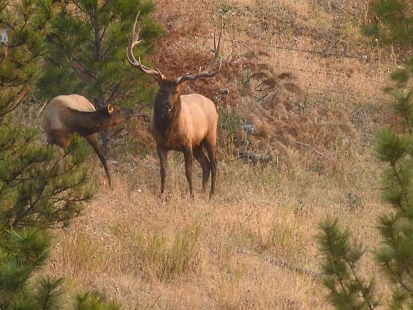 120 Acres of Land for Sale in Helena, Montana