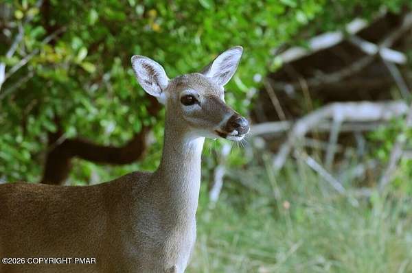 0.45 Acres of Residential Land for Sale in Albrightsville, Pennsylvania