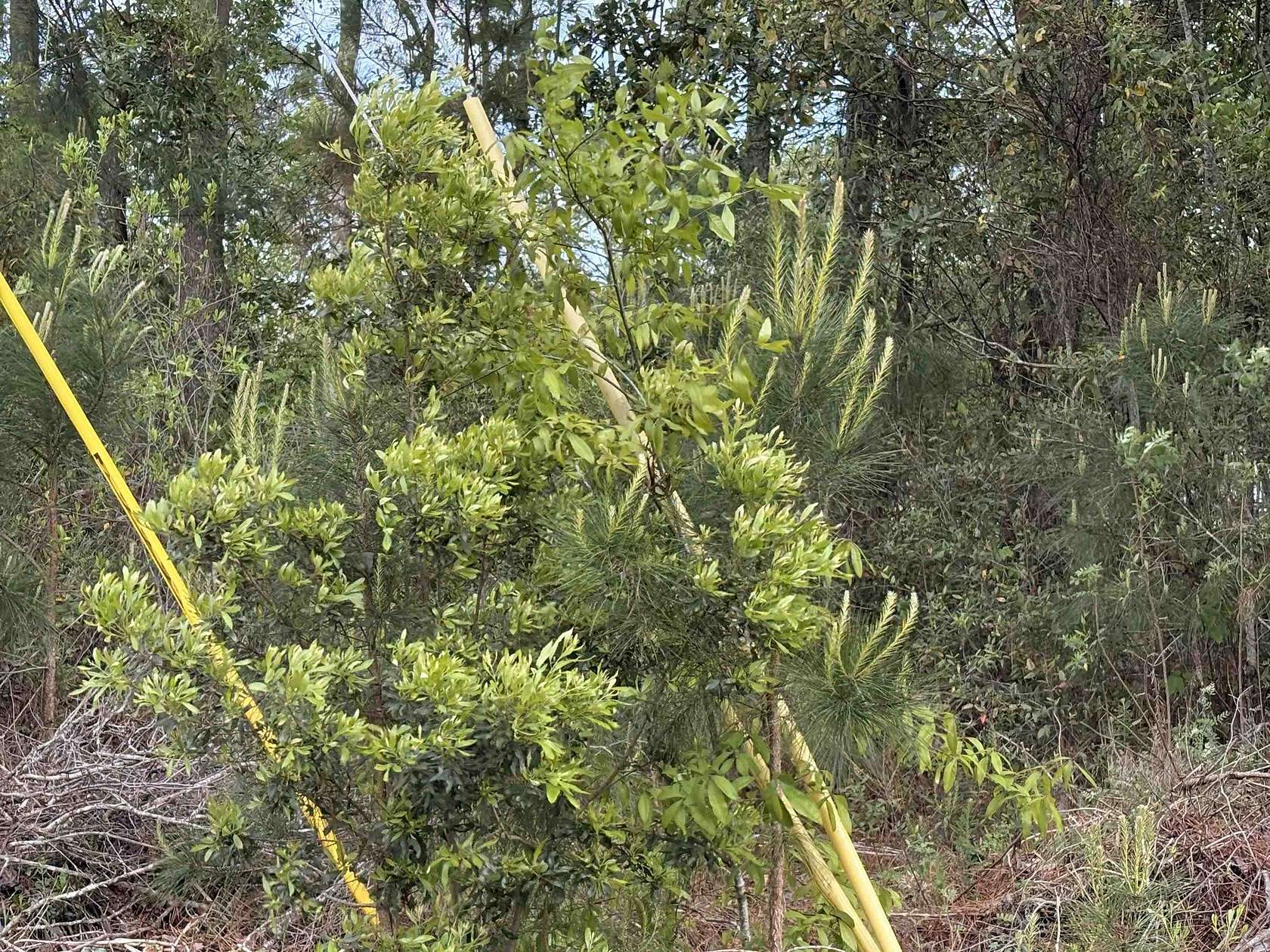 3.27 Acres of Land for Sale in Myrtle Beach, South Carolina