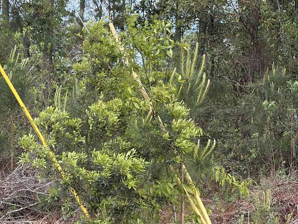 3.27 Acres of Land for Sale in Myrtle Beach, South Carolina