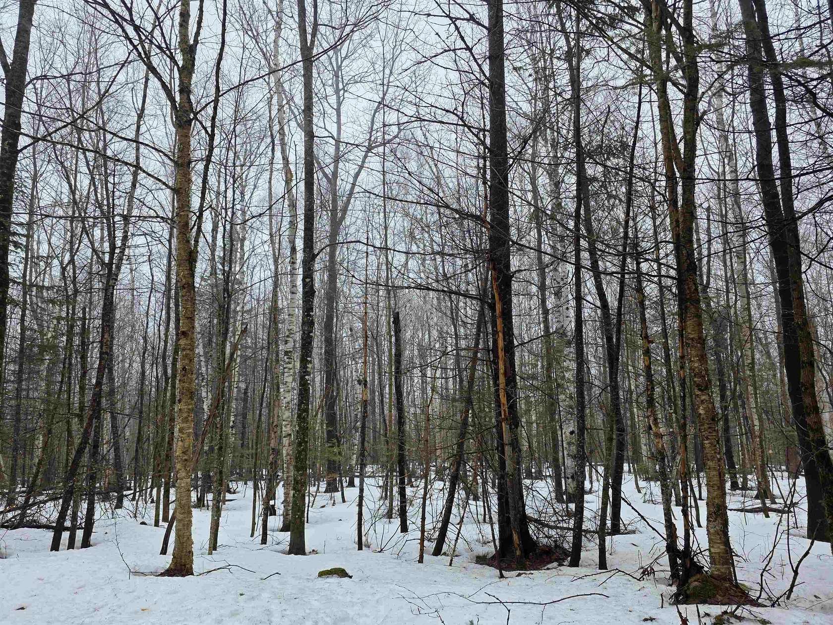 29.6 Acres of Recreational Land for Sale in Wheelock, Vermont