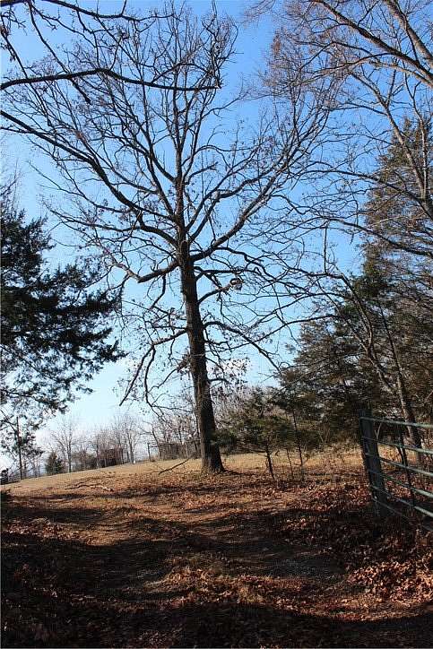 80 Acres of Recreational & Residential Land for Sale in Marshall, Arkansas
