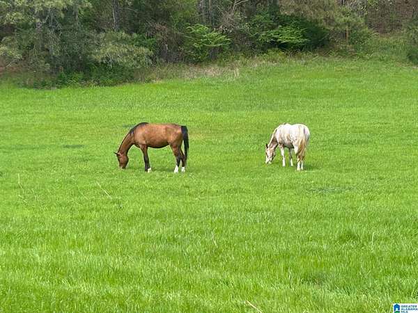 9.73 Acres of Land with Home for Sale in Ohatchee, Alabama