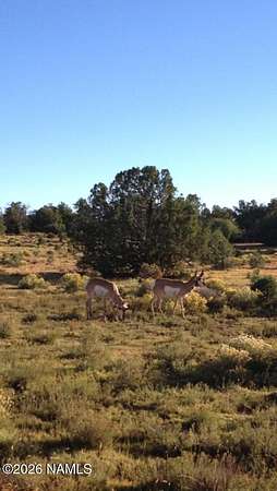 16 Acres of Land for Sale in Williams, Arizona