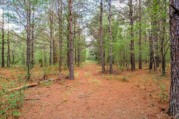 55.7 Acres of Land for Sale in Appling, Georgia