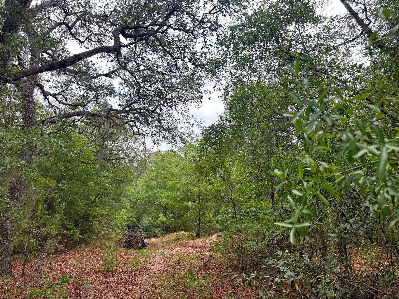 25.7 Acres of Recreational Land for Sale in Blackshear, Georgia