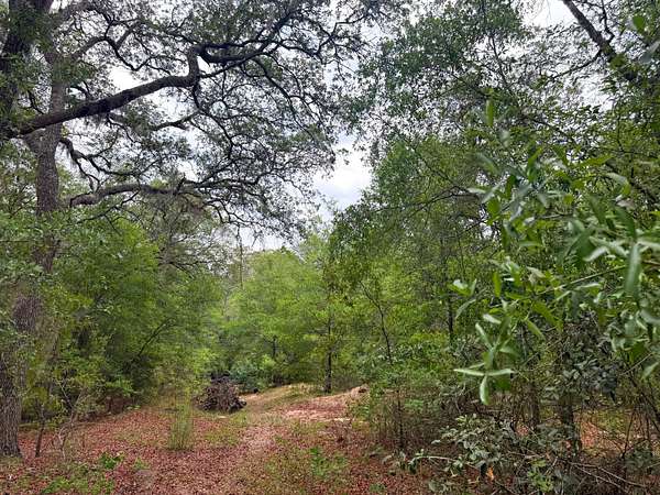 25.7 Acres of Recreational Land for Sale in Blackshear, Georgia