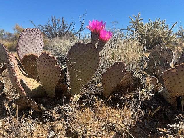 1 Acre of Residential Land for Sale in Yucca, Arizona