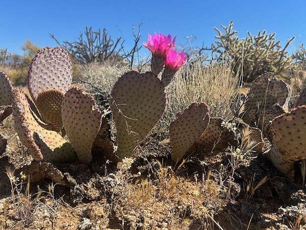 1 Acre of Residential Land for Sale in Yucca, Arizona