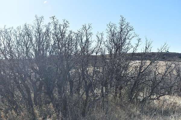 0.5 Acres of Residential Land for Sale in Colorado City, Colorado