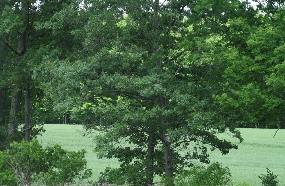 52 Acres of Land for Sale in McKean, Pennsylvania