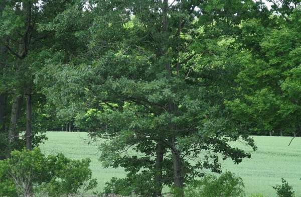 52 Acres of Land for Sale in McKean, Pennsylvania