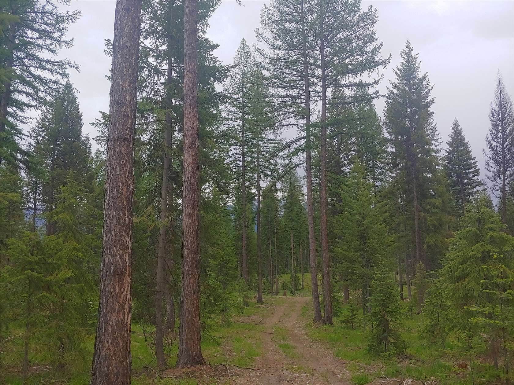 38.6 Acres of Land for Sale in Condon, Montana