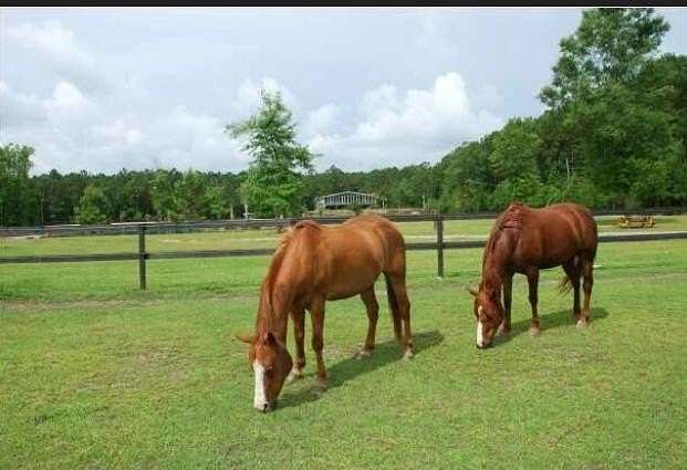 13.4 Acres of Recreational Land with Home for Lease in Huger, South Carolina