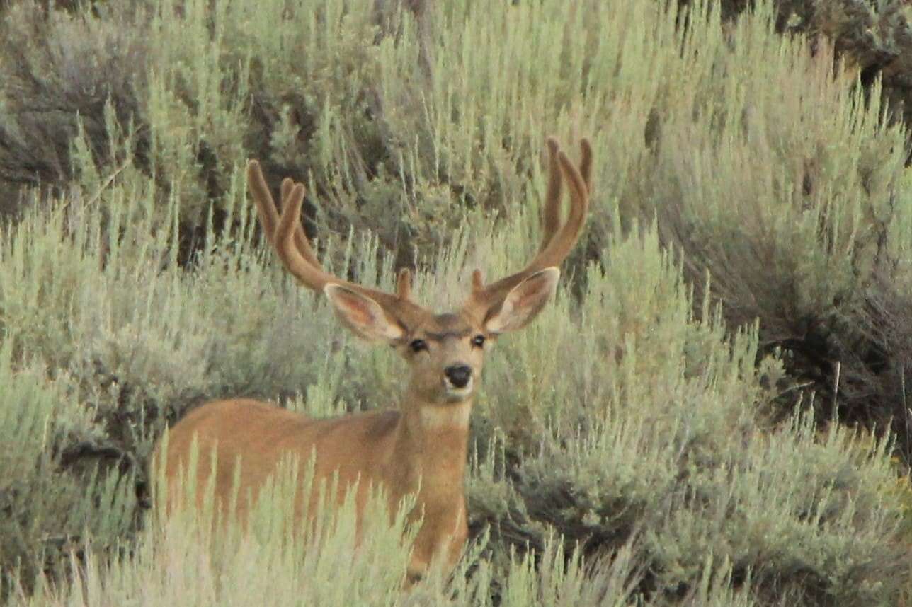 528 Acres of Recreational Land for Sale in Craig, Colorado