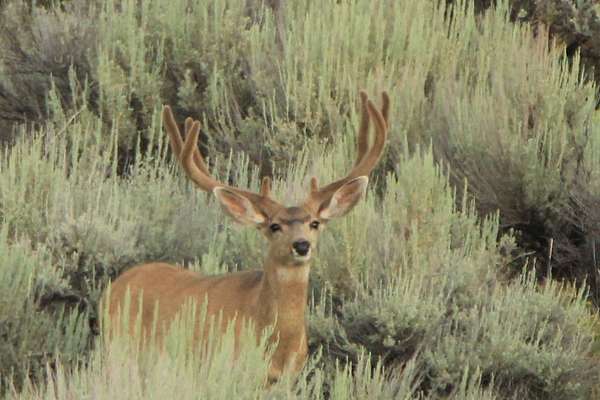 528 Acres of Recreational Land for Sale in Craig, Colorado