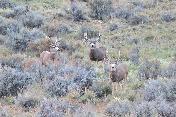 528 Acres of Recreational Land for Sale in Craig, Colorado