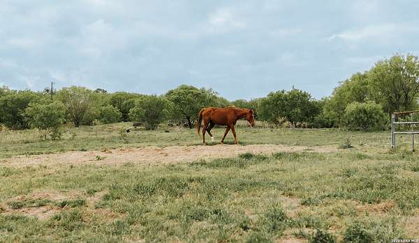 146 Acres of Land for Sale in Seguin, Texas