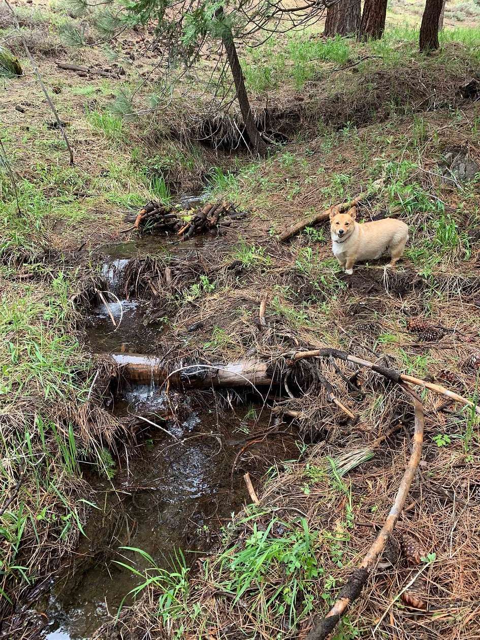 0.41 Acres of Residential Land for Sale in Portola, California