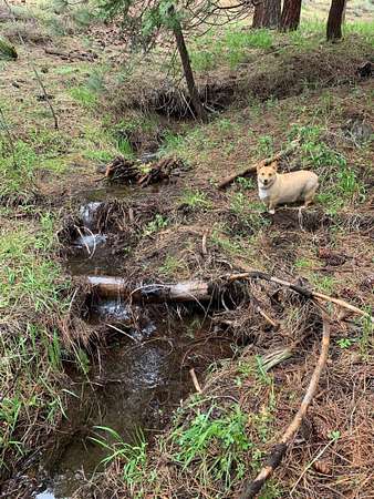 0.41 Acres of Residential Land for Sale in Portola, California