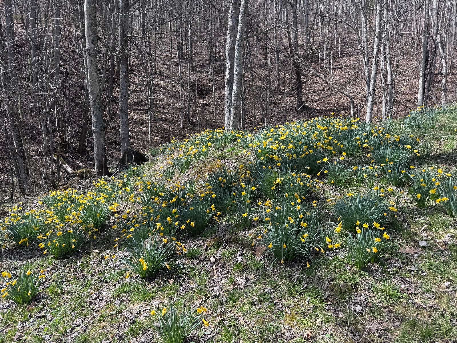 62 Acres of Recreational Land for Sale in Newland, North Carolina