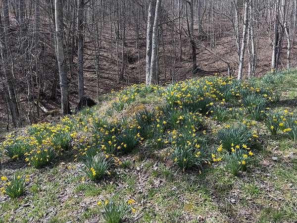 62 Acres of Recreational Land for Sale in Newland, North Carolina