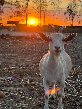 5 Acres of Agricultural Land for Sale in Miami, Florida