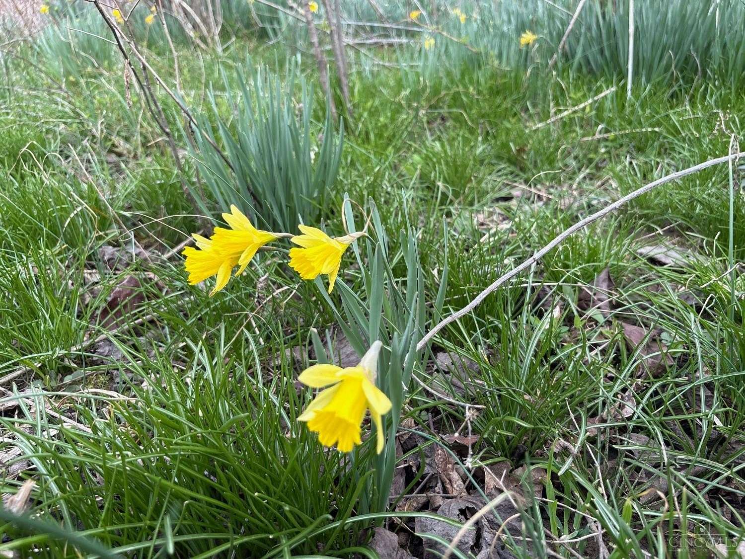 36 Acres of Recreational Land for Sale in Willow Wood, Ohio