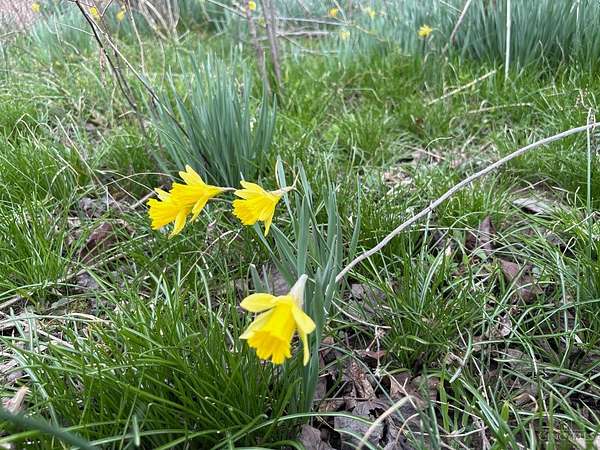 36 Acres of Recreational Land for Sale in Willow Wood, Ohio