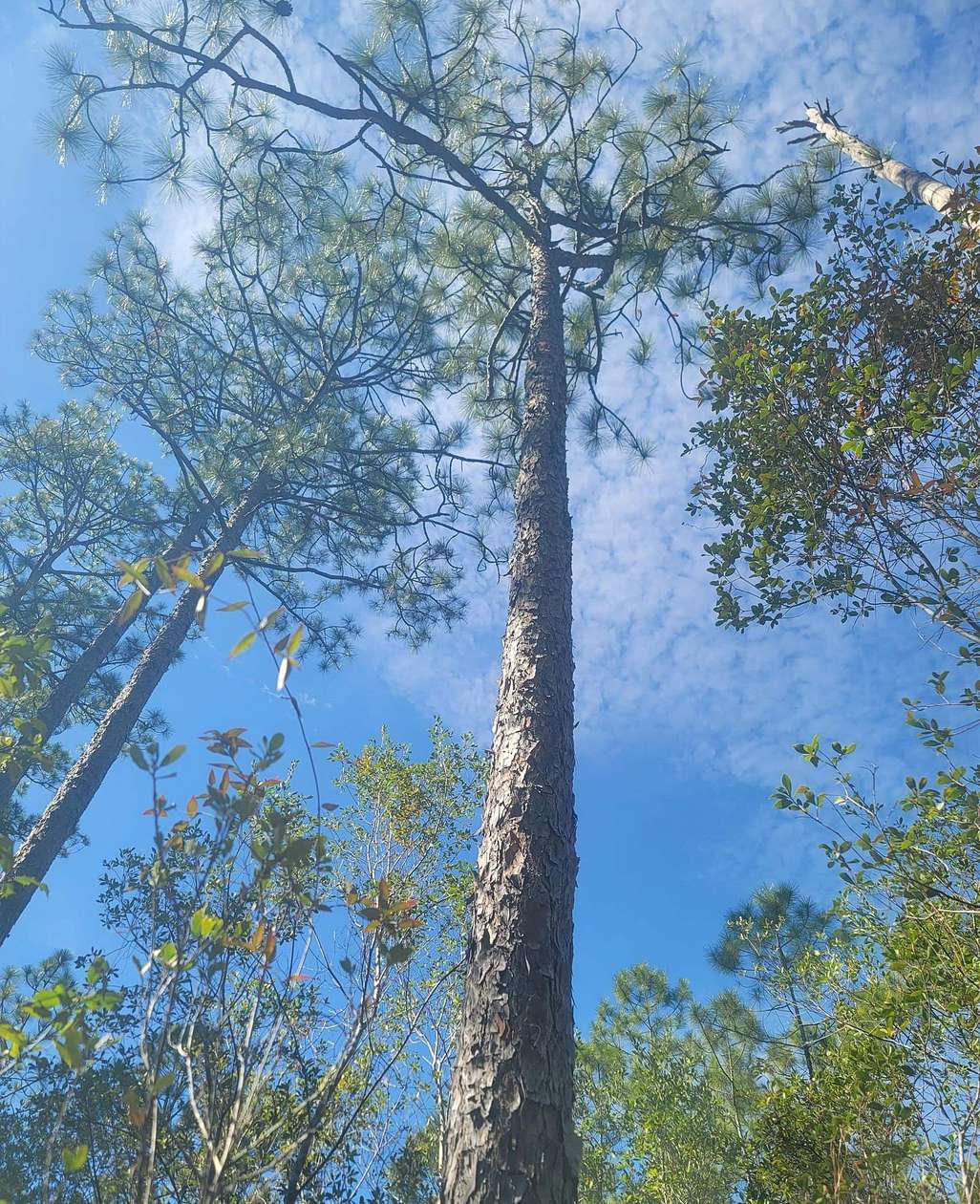 44.6 Acres of Recreational & Residential Land for Sale in Tallahassee, Florida