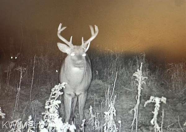 71.4 Acres of Land for Sale in Presque Isle Township, Michigan