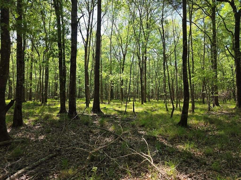 40.9 Acres of Recreational Land for Sale in Jasper, Texas