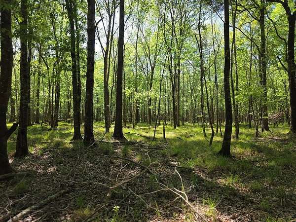 40.9 Acres of Recreational Land for Sale in Jasper, Texas