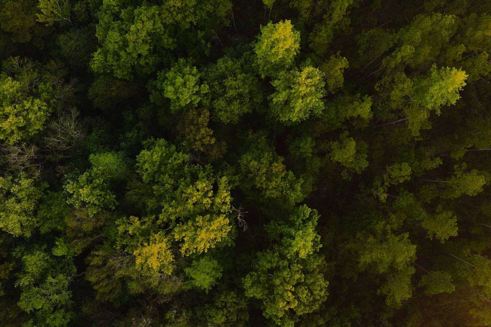 125 Acres of Recreational Land for Sale in Columbia, Mississippi