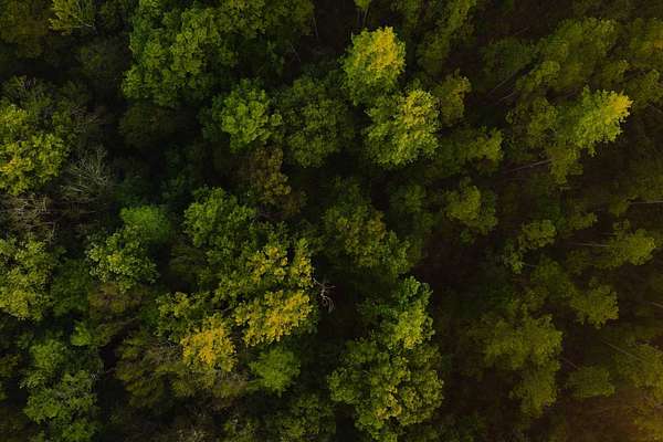 125 Acres of Recreational Land for Sale in Columbia, Mississippi