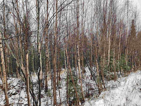 Residential Land for Sale in Fairbanks, Alaska