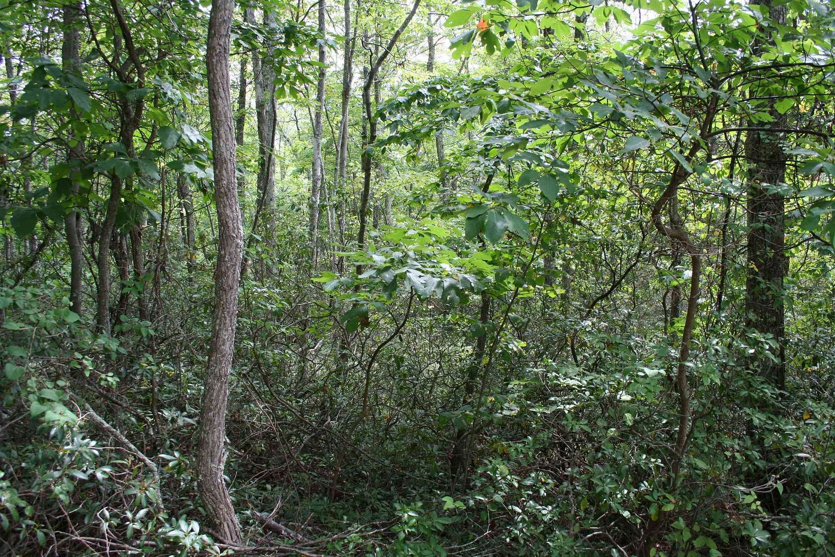 5 Acres of Residential Land for Sale in Monterey, Virginia